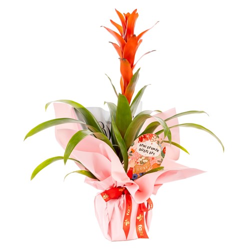 Romantic Flame Guzmanya