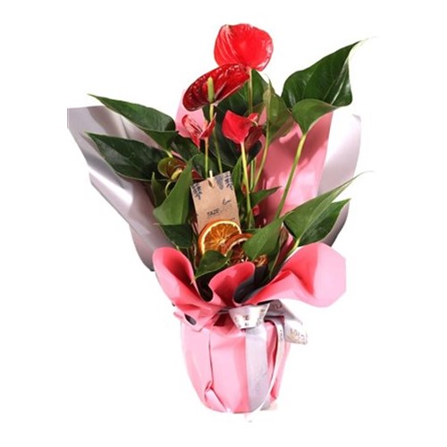 Romantic Touch Antoyum