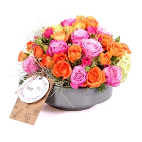 Rose Radiance Renkli Güller