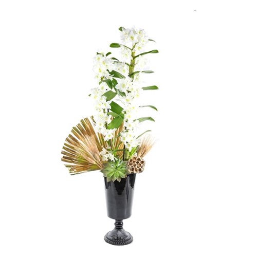 Royal Dendrobium Orchid