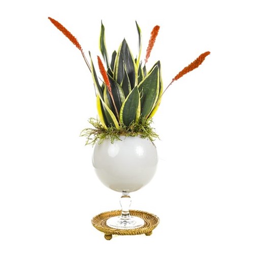 Royal Sansevieria