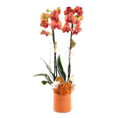 Rustic Beauty Orkide