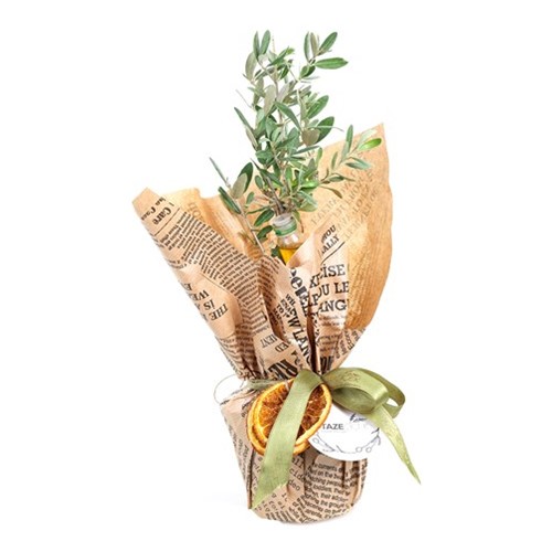 Sacred Olive Zeytin Ağacı 30cm