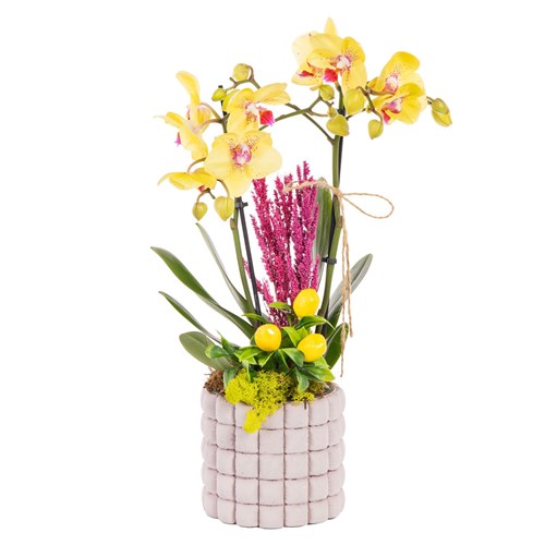 Saffron Grid Seramikte Orkide
