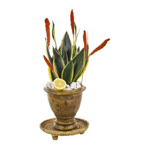 Sansevieria Of Natural