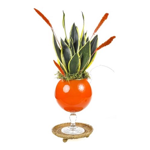 Sansevieria Of Orange Vase