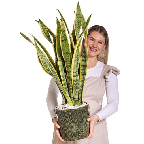 Silent Gold Sansevieria Bitkisi