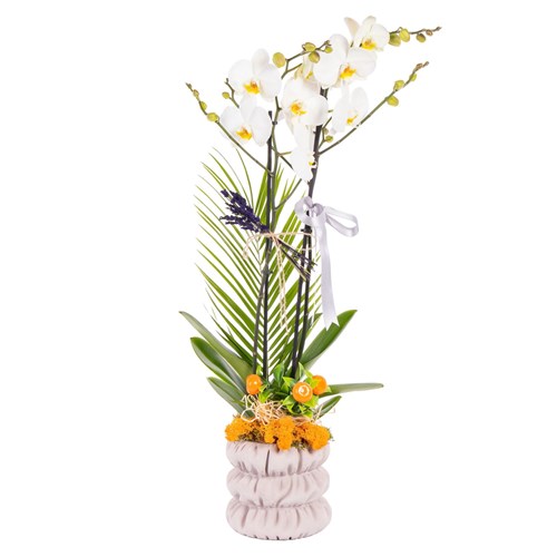Silver Ribbon Seramikte Orkide