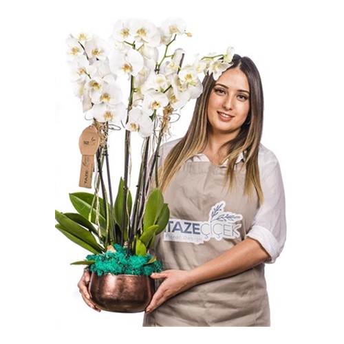 Six Bloom Orkide Çiçeği