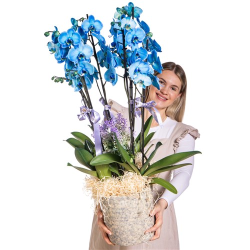 Sky Elegance Premium Orkide