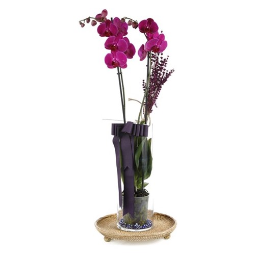 Someone Like You Purple Orchid