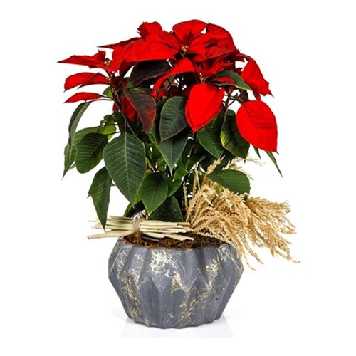 Spike Flower Poinsettia