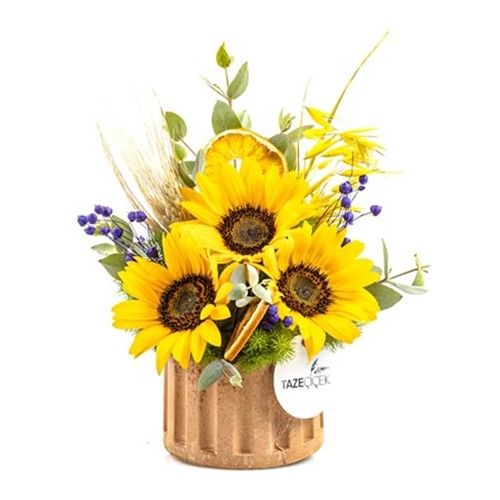 Sunflower Light Ayçiçeği