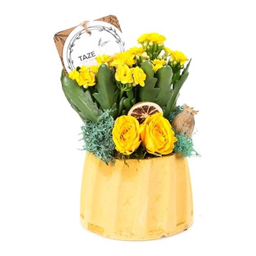 Sunny+Fun+Kalanchoe