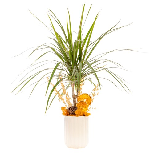 Sunset Grace Marginata Bitkisi