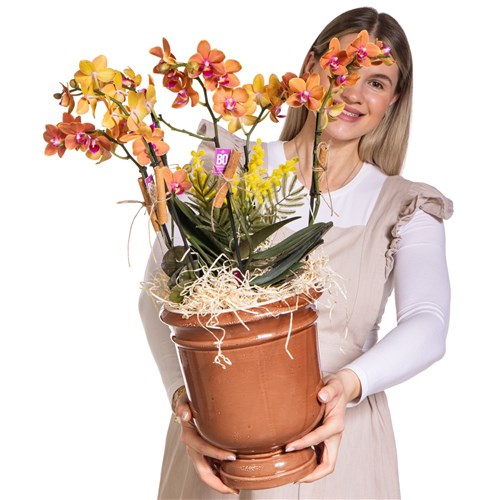 Sunset Orchid Turuncu Orkide