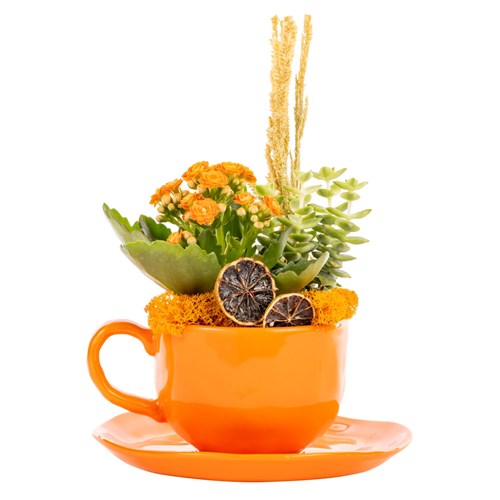 Sweet Bloom Cup Kalanşo & Sukulent