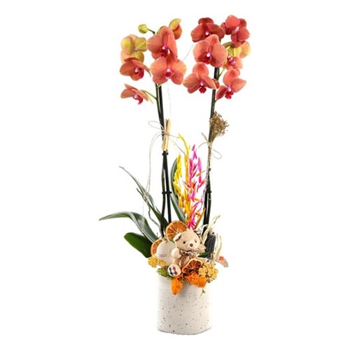 Sweet Luxury Orchid