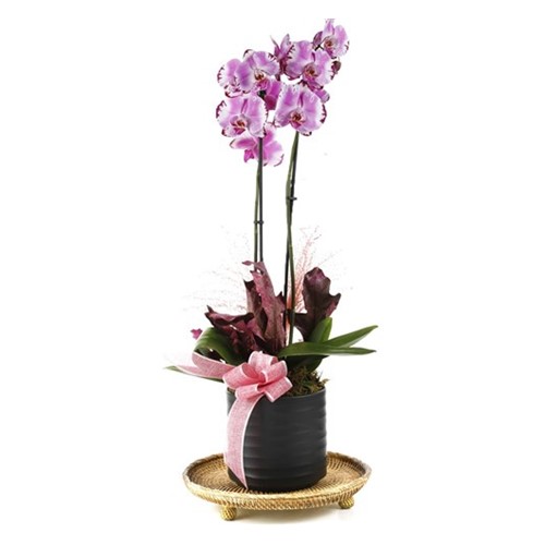 Sweet Pink Orchid