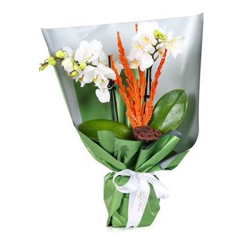 Sweety Couple Orkide Design