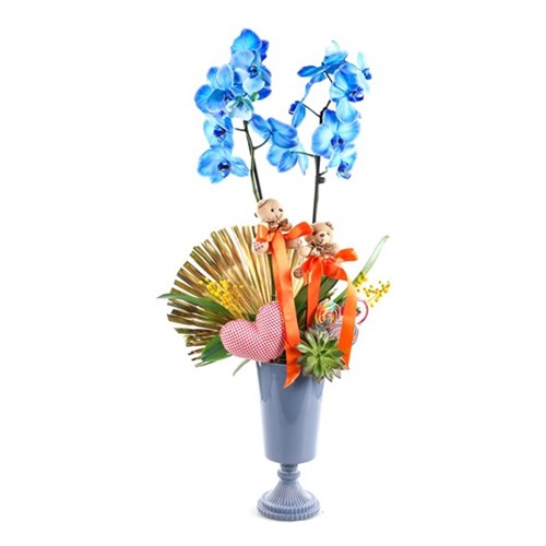 Teddy Bear Blue Orkide