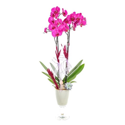 The Smell Of Pink Orchid