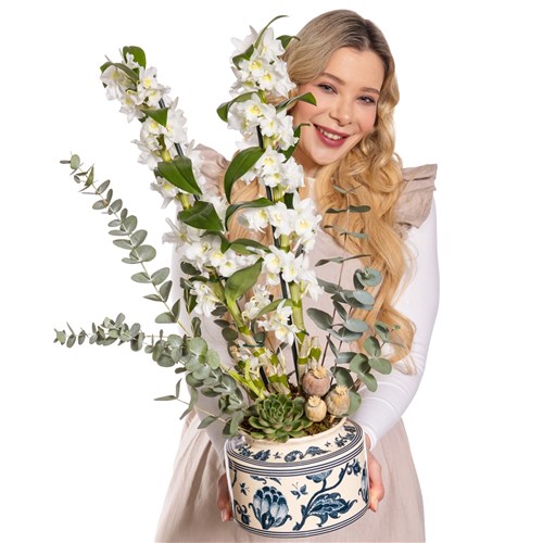 The White Nobility Dendrobium Orkide