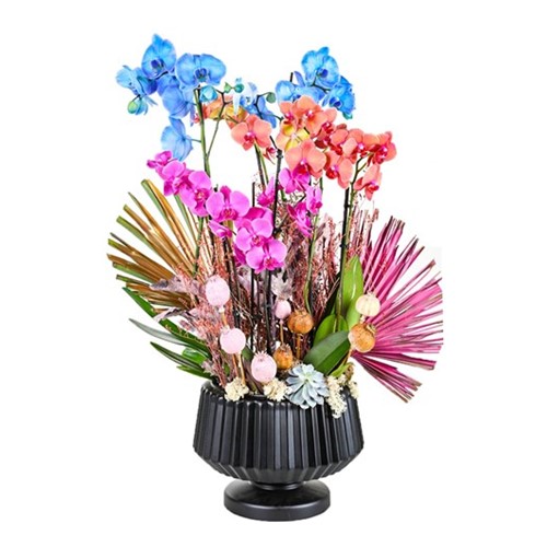 Three Tone Orchids