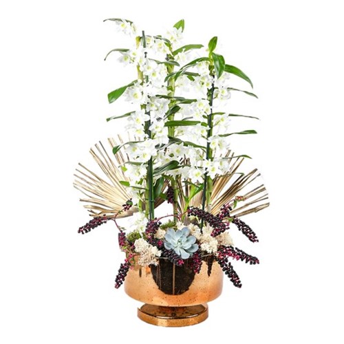 Three White Dendrobium
