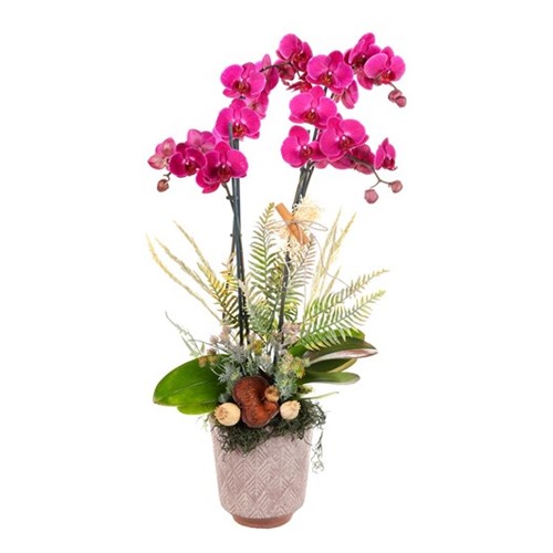 Tonal Bloom Premium Orkide