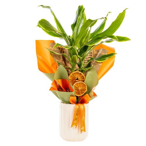 Tropical Dream Dracena