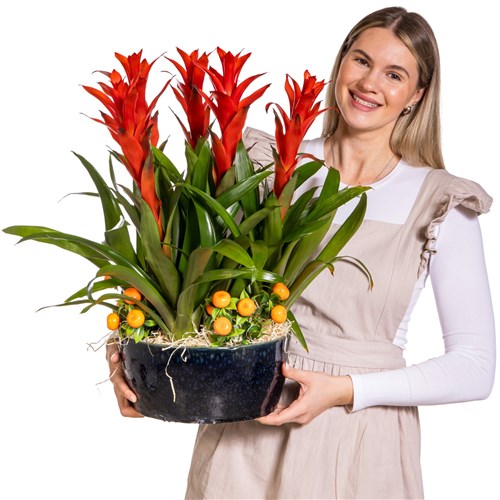 Tropical Fire Guzmanya Bitkisi