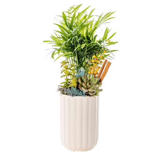 Tropical Glow Mixed Sukulent
