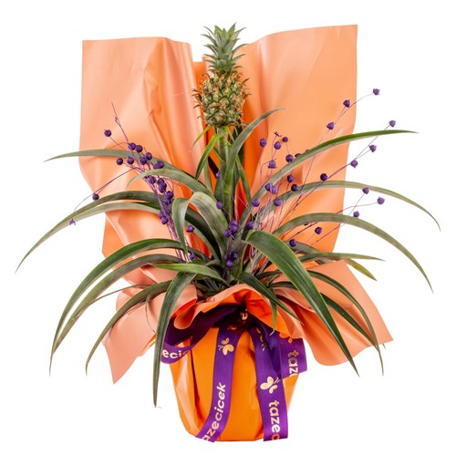 Tropical Joy Ananas Bitkisi