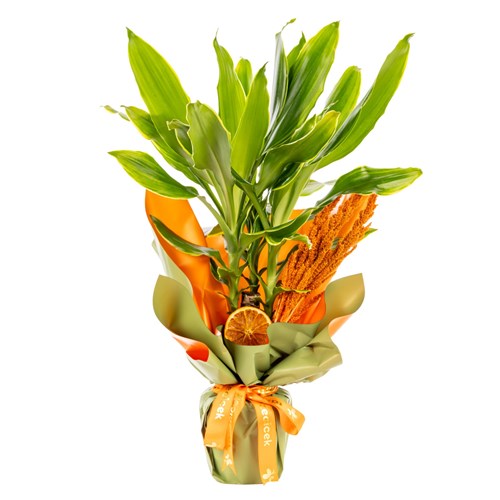 Tropical Light Dracena