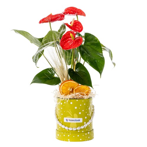 Tropical Love Antoryum Çiçeği