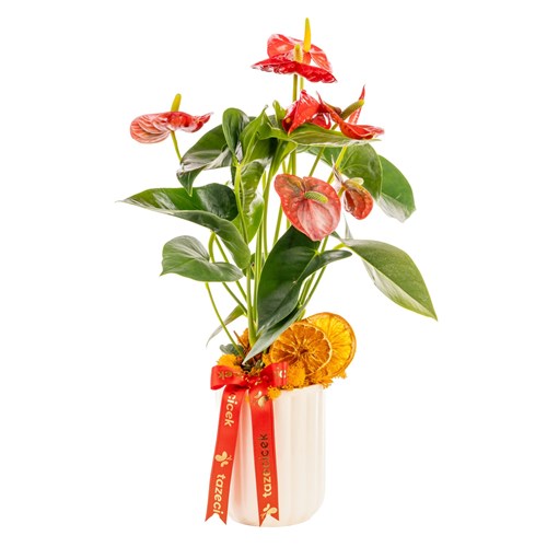 Tropical Passion Antoryum