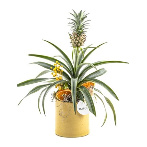 Tropikal Ananas Bitkisi