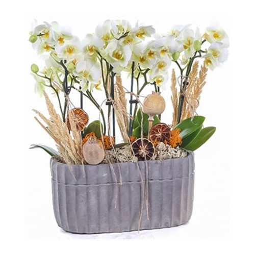 Twin Orchids