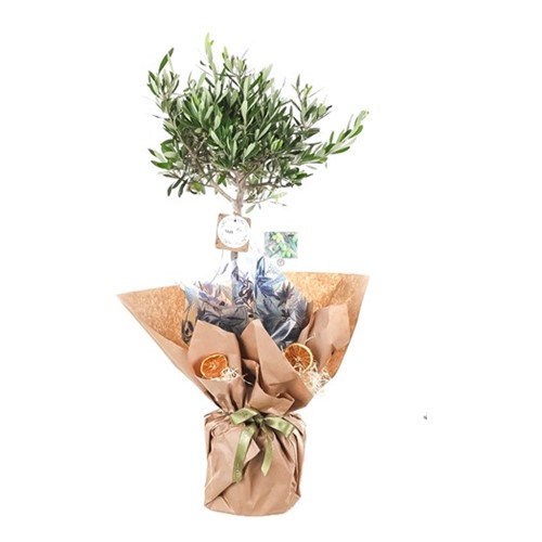 Verdant Splendor Zeytin Ağacı 100cm