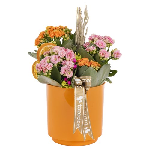 Vibrant Mix Kalanchoe Aranjmanı