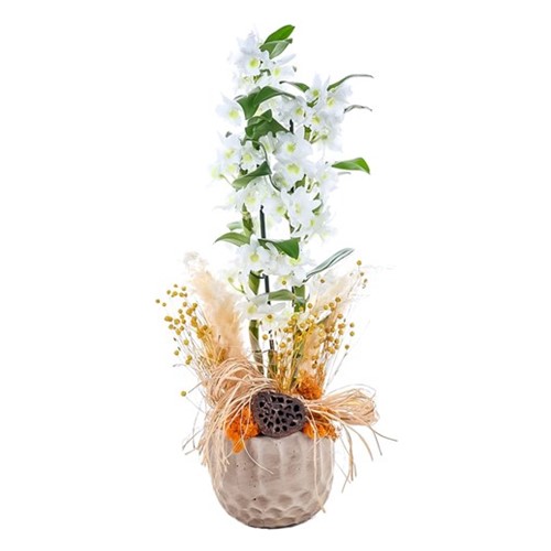 White Art Dendrobium