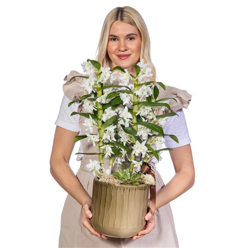 White Dendrobium Deluxe Orkide