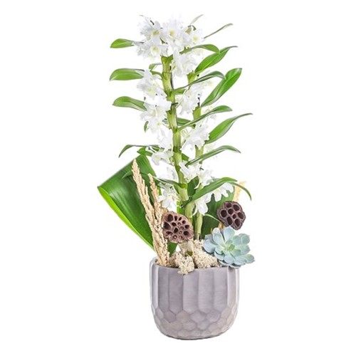 White Dream Orkide