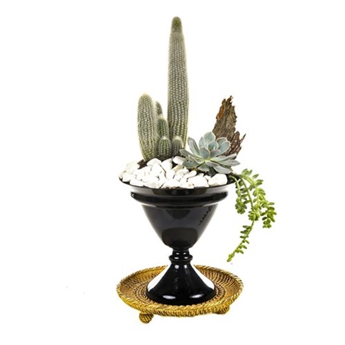 White Fluffy Cactus