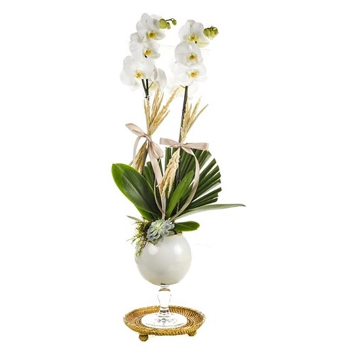 White Noble Orchid
