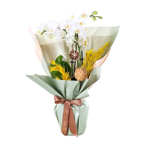 White Serenity Midi Orkide