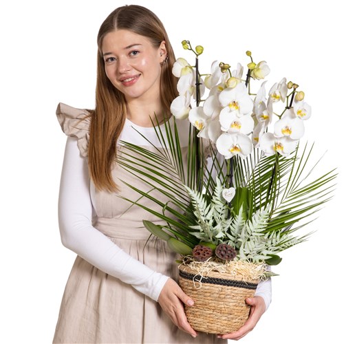 White Serenity Orchid Luxury Collection
