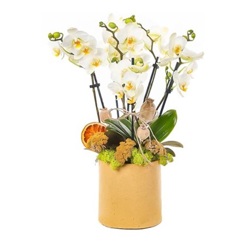 WhiteBerry Midi Orkide