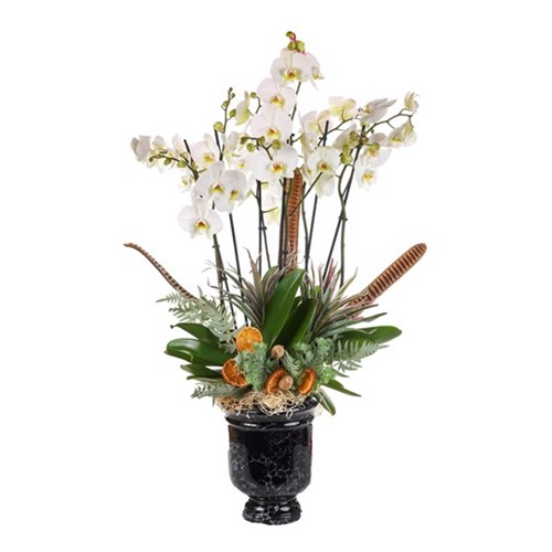 Winter Orchid Luxe